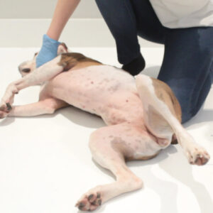 Emergency First Aid Procedure Pets Whizoweb