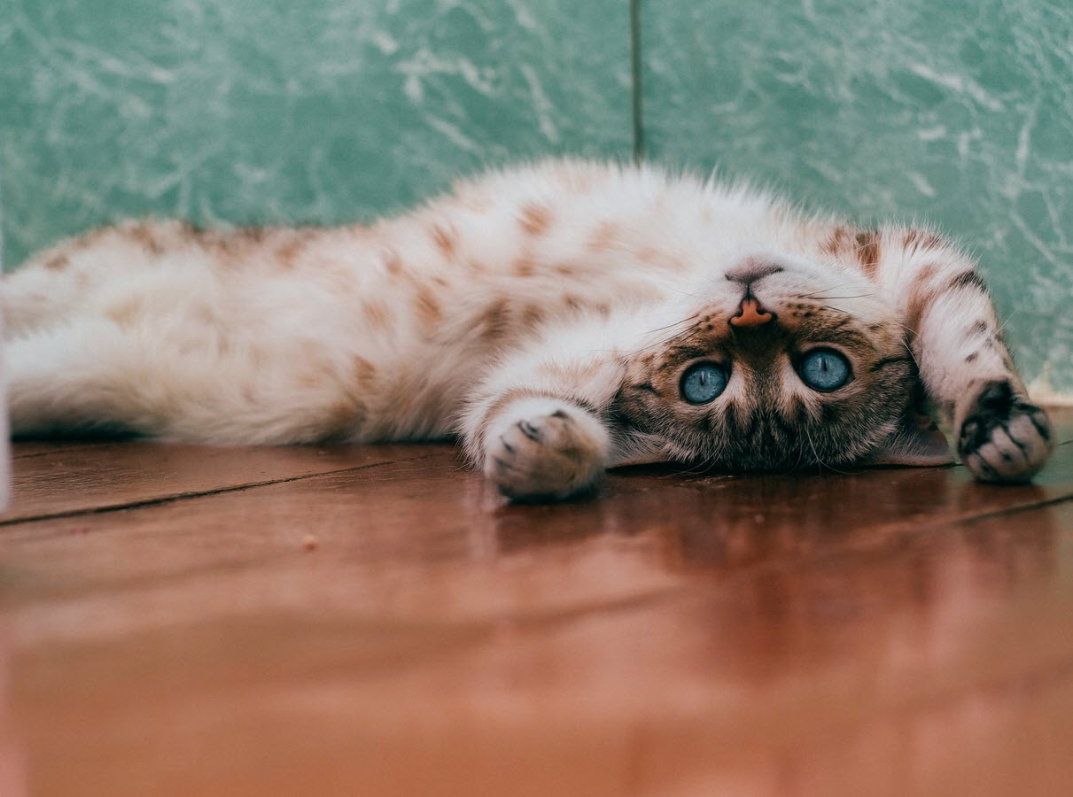 Language of Cats Whizoweb