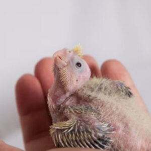 Cockatiel Care Whizoweb